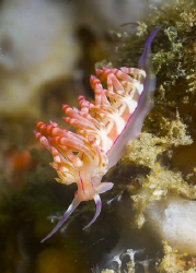 Flabellina trying to climb on camera by Richard Ten Brinke 